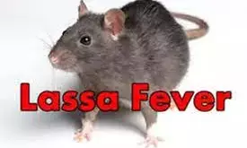 Ondo Govt launches proactive strategy to combat Lassa fever outbreak