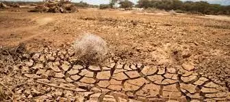 Drought forces Kenyas Maasai to sell starving cattle for pittance