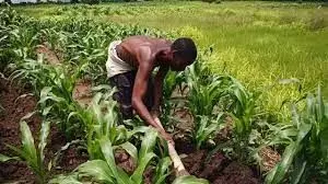 Addressing Nigerias food security challenge through eco-friendly agriculture