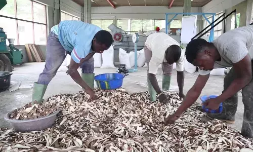 FG, stakeholders take action to address issues in animal feed sector