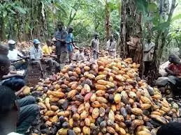 C River discovers new gold in cocoa