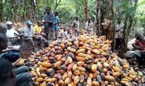 C River discovers new gold in cocoa