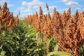 FG targets sorghum value chain to increase food security