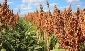 FG targets sorghum value chain to increase food security