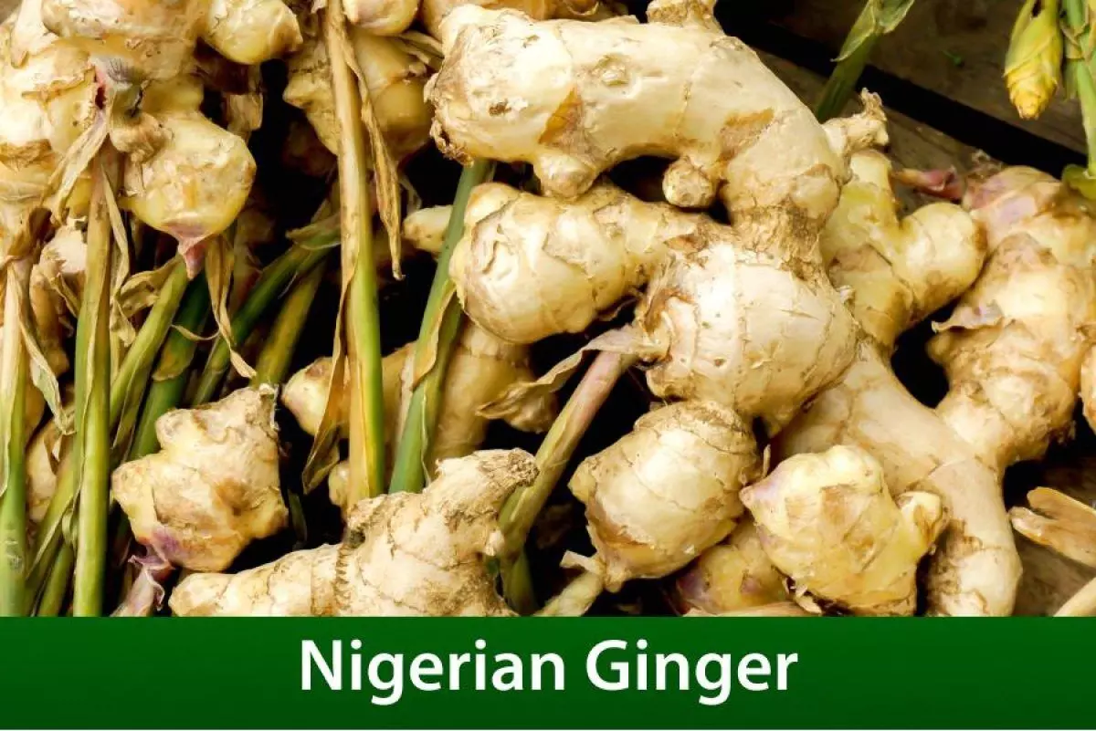 Export Promotion Council joins global ginger market