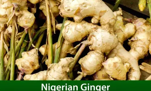 Export Promotion Council joins global ginger market