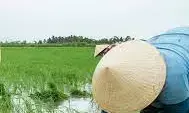NCRI introduces two flood-resistant rice varieties – Director