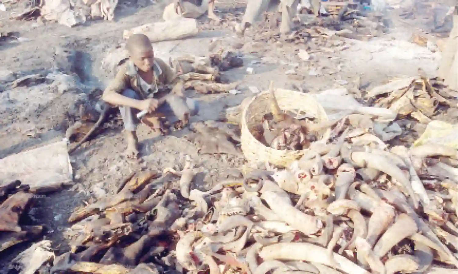 FG plans to turn abattoir waste into wealth