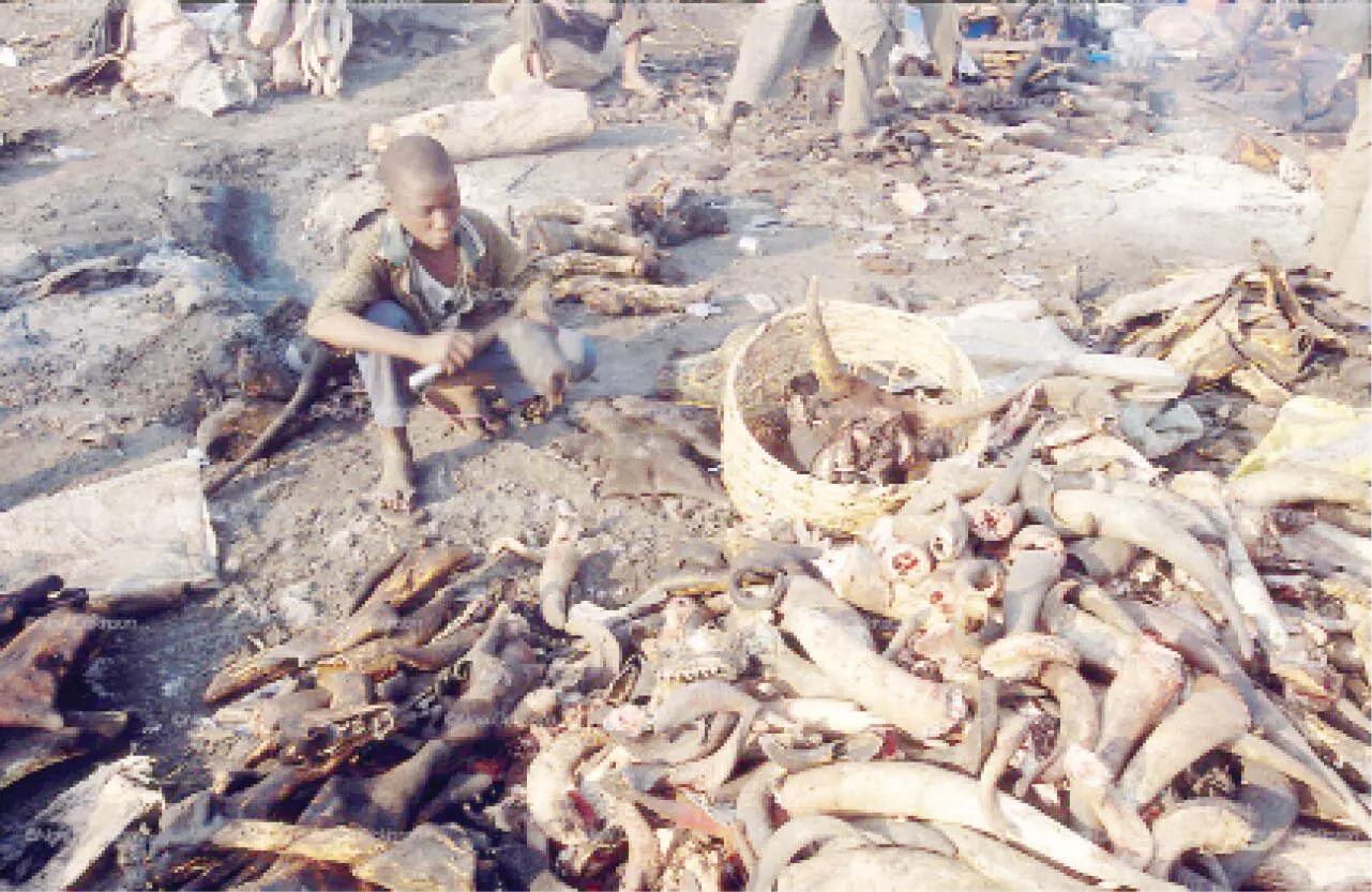 FG plans to turn abattoir waste into wealth