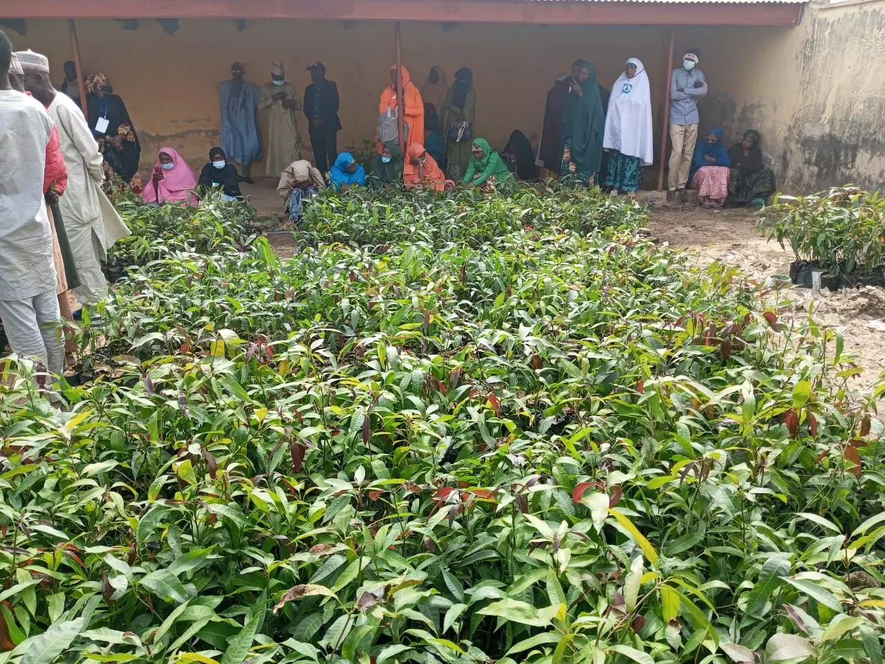 Group trains 100 Katsina farmers on mango value chain