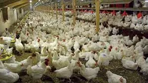 Bird flu: Expert urges poultry farmers on increased biosecurity