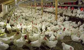 Bird flu: Expert urges poultry farmers on increased biosecurity