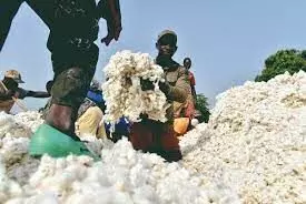 FG committed to expanding cotton subsector —minister