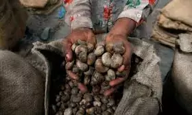 Nigeria to earn $500m revenue from cashew export in 2023 — Minister