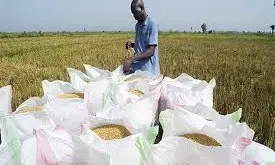 Nigeria produces 75% of its rice needs -FG
