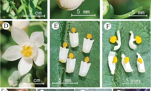 2 new plant species found in central China