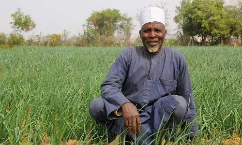 We earn millions of Naira from onion farming - Farmers