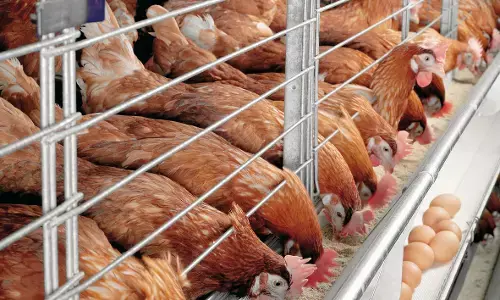 Poultry Association laments rising cost of eggs