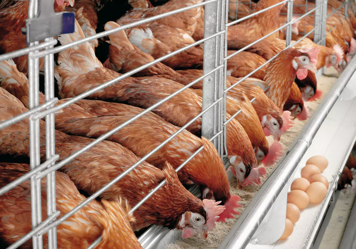 Poultry Association laments rising cost of eggs