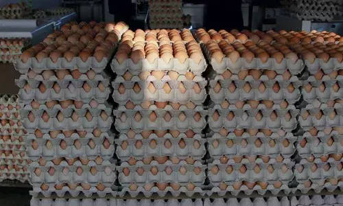 Naira crisis: Poultry farmers lose over N30bn eggs – Association