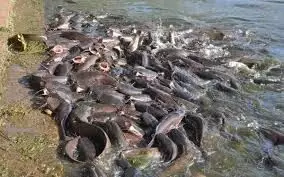 Cash scarcity: Catfish farmers decry low patronage