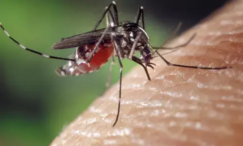British woman contracted dengue fever in France