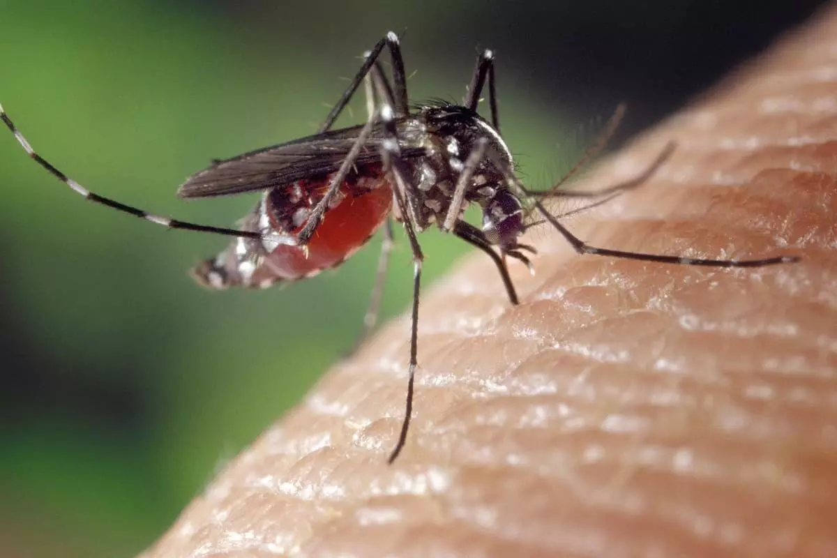 British woman contracted dengue fever in France