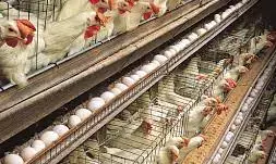 Poultry farmers urge FG to prevent industry collapse