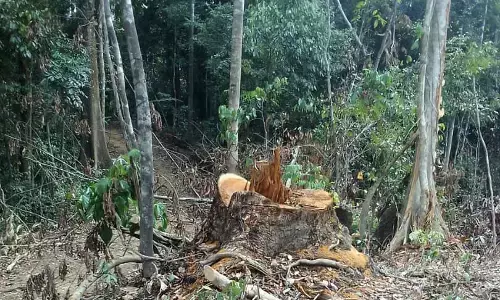 Cross River community laments illegal timber exploitation