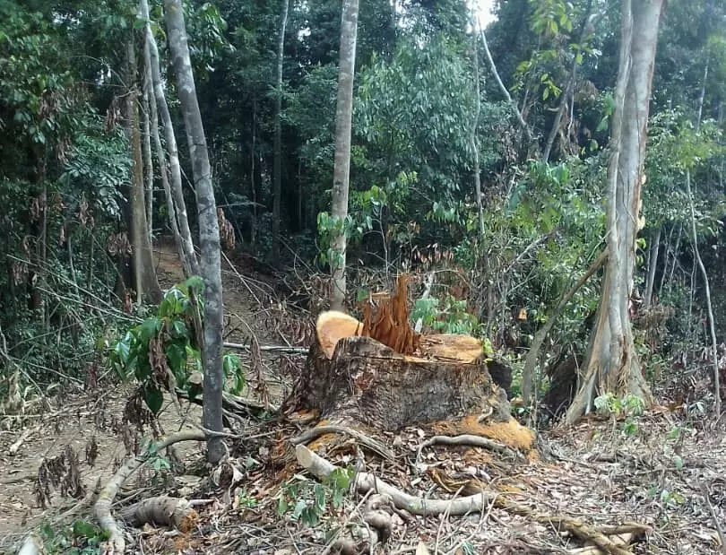Cross River community laments illegal timber exploitation