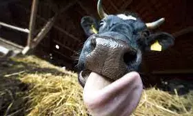 Disease outbreak: S/Korea strengthens inspection on U.S. beef imports