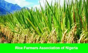 Rice farmers score Buhari 90% on Agriculture