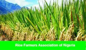 Rice farmers score Buhari 90% on Agriculture