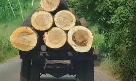 Illegal trade in timber exacerbating insecurity in Cross River – CSO