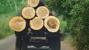 Illegal trade in timber exacerbating insecurity in Cross River – CSO