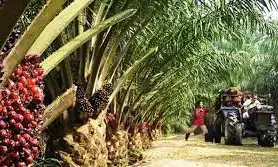 End poverty, land degradation with palm oil production – CSO