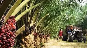 End poverty, land degradation with palm oil production – CSO