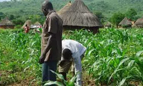 NOA warns Gombe farmers against using hard drugs for energy