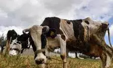 FG alerts public over outbreak of Anthrax disease