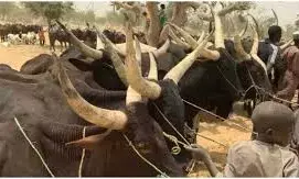 Agency urges Nigerians to exercise caution following Anthrax outbreak