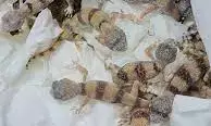 90 reptiles found in luggage seized at Vienna airport 90 reptiles found in luggage seized at Vienna airport