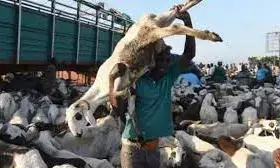 Don’t borrow to buy Sallah ram, cleric cautions Muslims