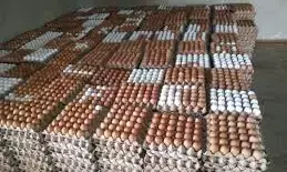 Lagosians lament rising price of eggs, poultry produce