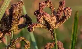 Kenya pins hope on millet production to boost food security Kenya pins hope on millet production to boost food security
