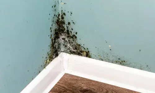 Mold: A lurking threat to health in comfy homes