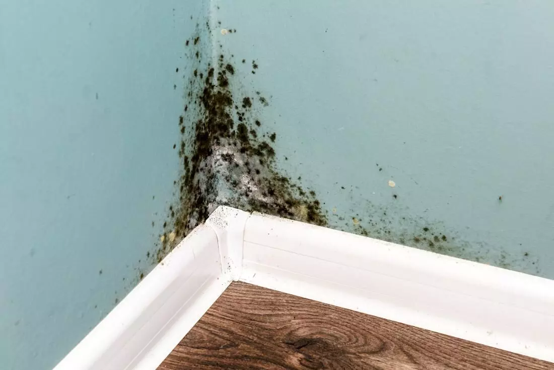 Mold: A lurking threat to health in comfy homes