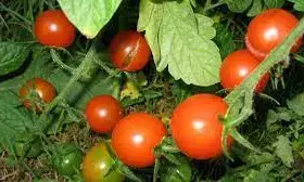 Tomato farmers lose N200m in Badagry