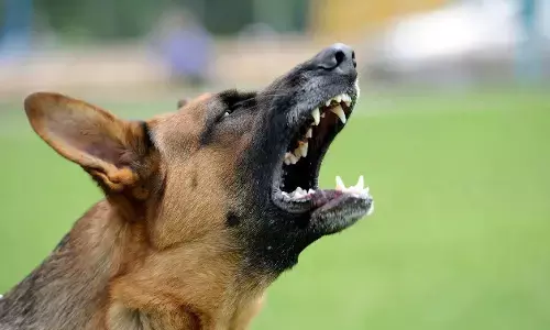 JUST IN: Dog attacks owners son in Rivers, kills him