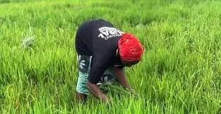 Kebbi to produce first fortified rice in West Africa – Expert