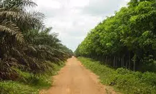 UK Govt to assist Edo, Okomu Oil in forest preservation